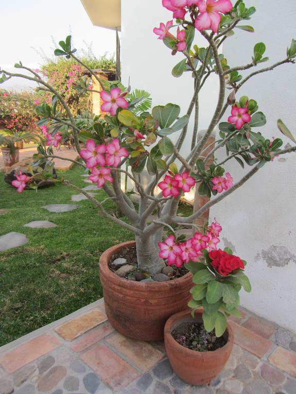 Bed and Breakfast La Colorada Zacualpan Exterior foto